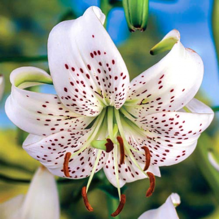 Молд силиконовый (вайнер) лепесток Лилии большой, комплект 2 шт (95•40 мм) fsl-007